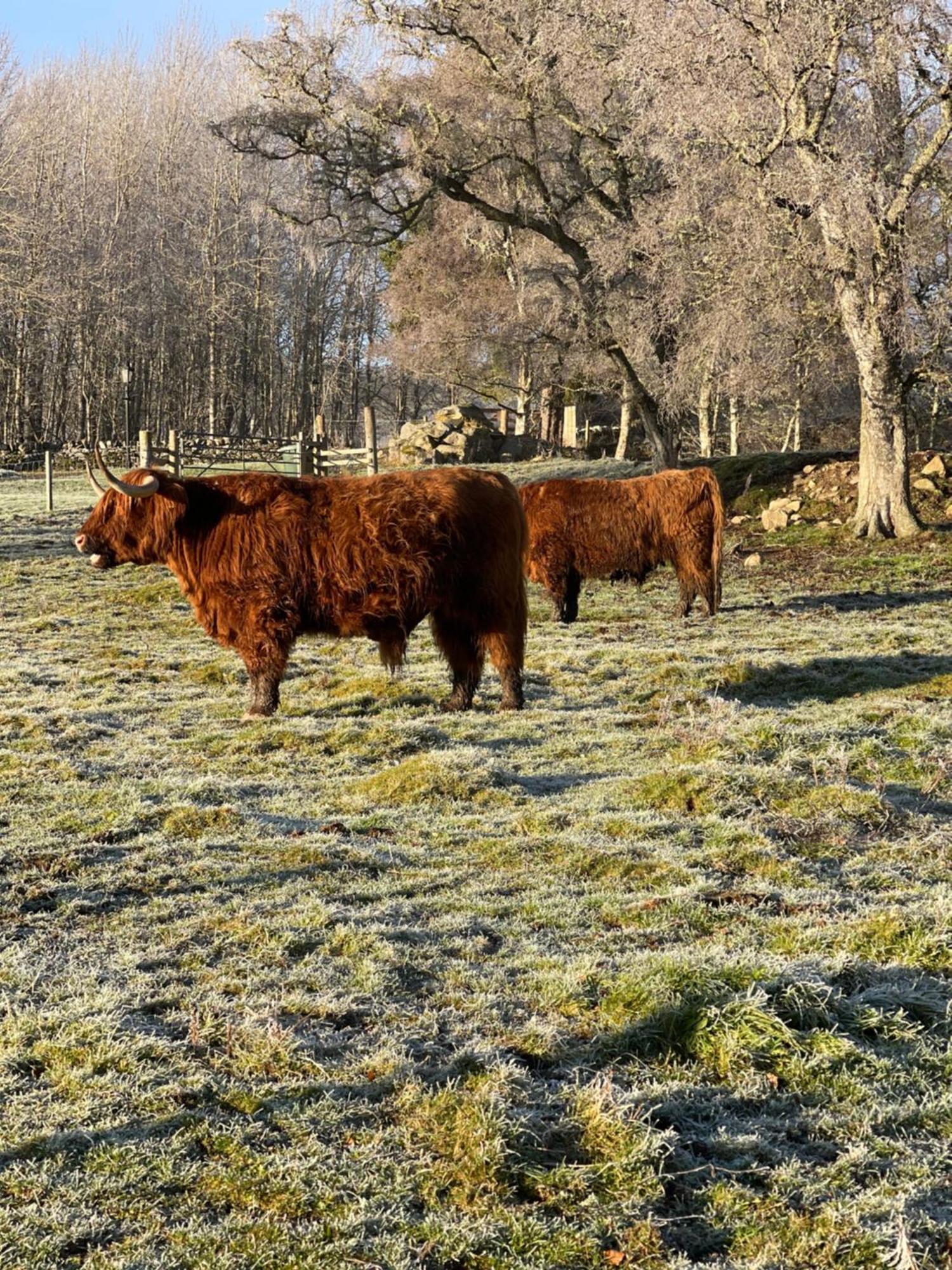 Coppice Cottage Grantown-on-Spey Exteriér fotografie