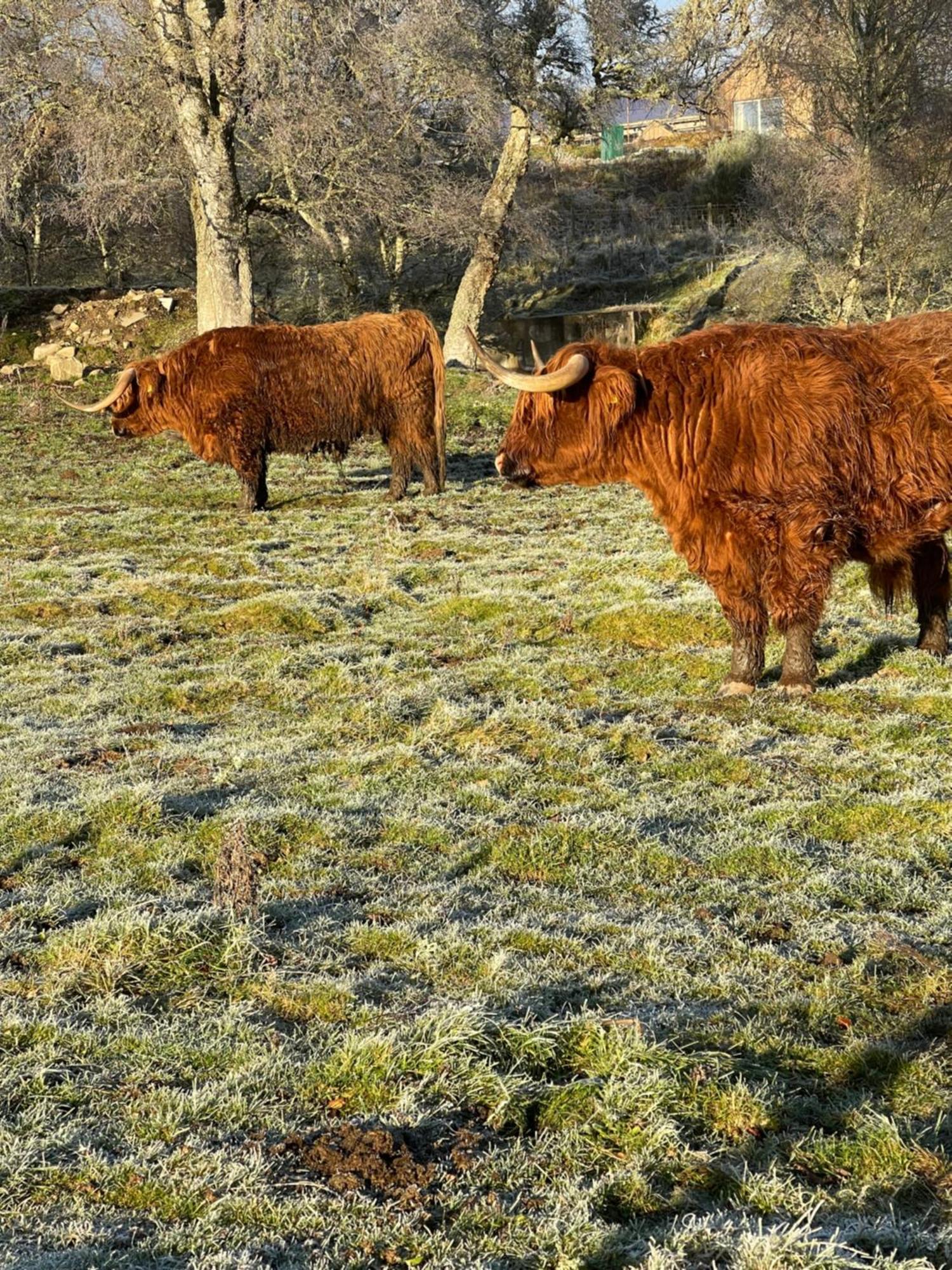 Coppice Cottage Grantown-on-Spey Exteriér fotografie